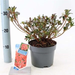 Rhododendron (AJ) Geisha Orange (ORANJE) 20-25 cm cont. 2,0L - afbeelding 1