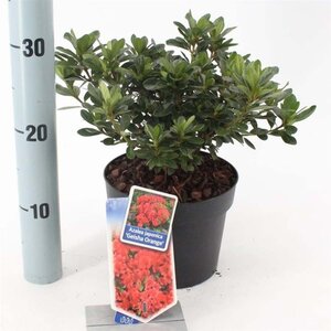 Rhododendron (AJ) Geisha Orange (ORANJE) 20-25 cm cont. 2,0L - afbeelding 2