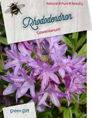 Rhododendron 'Gowenianum' 80-100 cm cont. 40L