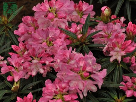 Rhododendron ponticum 'Graziella' ROZE 30-40 cm cont. 5,0L - afbeelding 1