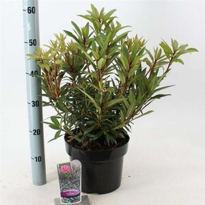 Rhododendron ponticum 'Graziella' ROZE 30-40 cm cont. 5,0L - afbeelding 3