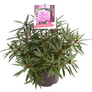 Rhododendron ponticum 'Graziella' ROZE 30-40 cm cont. 5,0L - afbeelding 2