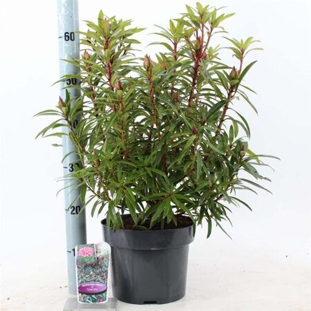 Rhododendron ponticum 'Graziella' ROZE 30-40 cm cont. 5,0L - afbeelding 4