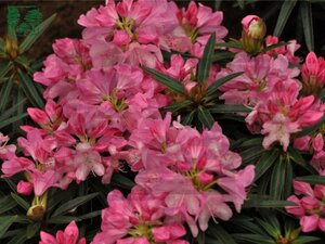 Rhododendron ponticum 'Graziella' ROZE 30-40 cm cont. 5,0L - image 1