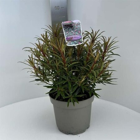 Rhododendron ponticum 'Graziella' ROZE 40-50 cm cont. 5,0L - afbeelding 2