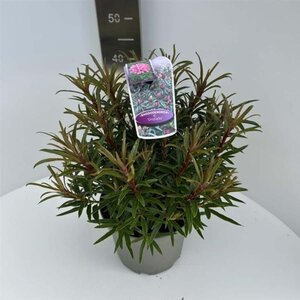 Rhododendron ponticum 'Graziella' ROZE 40-50 cm cont. 5,0L - afbeelding 3