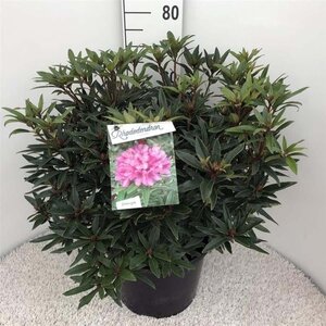 Rhododendron ponticum 'Graziella' ROZE 50-60 cm cont. 20L - afbeelding 1