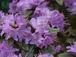 Rhododendron 'Gristede' BLAUWPAARS 15-20 cm cont. 2,0L