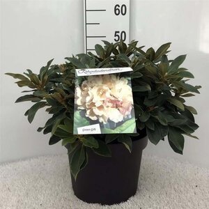 Rhododendron (Y) 'Golden Torch' GEEL 30-40 cm cont. 10L - afbeelding 2