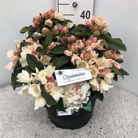 Rhododendron (Y) 'Golden Torch' GEEL 30-40 cm cont. 10L - afbeelding 3