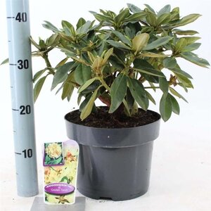 Rhododendron (Y) 'Golden Torch' GEEL 30-40 cm cont. 5,0L - afbeelding 1