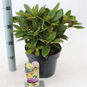 Rhododendron (Y) 'Golden Torch' GEEL 30-40 cm cont. 5,0L - afbeelding 2