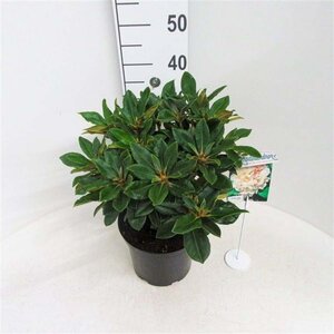 Rhododendron (Y) 'Golden Torch' GEEL 30 cm cont. 5,0L bol