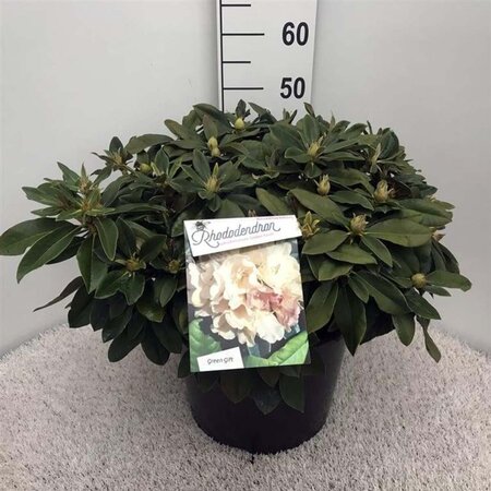 Rhododendron (Y) 'Golden Torch' GEEL 40-50 cm cont. 20L - afbeelding 2