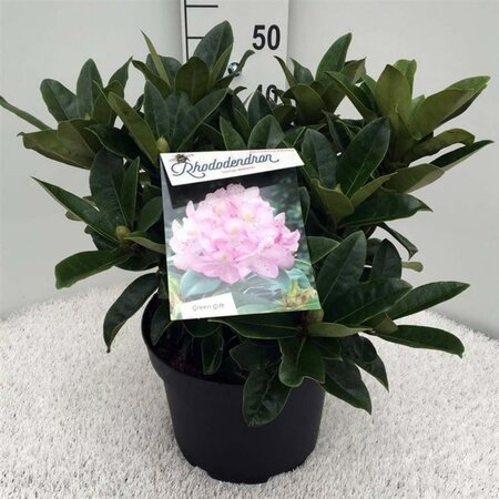 Rhododendron 'Gomer Waterer' WIT 40-50 cm cont. 10L - afbeelding 2