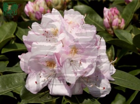 Rhododendron 'Gomer Waterer' WIT 40-50 cm cont. 10L - afbeelding 1