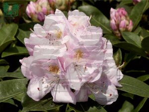 Rhododendron 'Gomer Waterer' WIT 40-50 cm cont. 10L - afbeelding 1