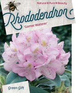 Rhododendron 'Gomer Waterer' WIT 40-50 cm cont. 10L - afbeelding 3