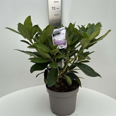 Rhododendron 'Gomer Waterer' WIT 40-50 cm cont. 5,0L - afbeelding 3