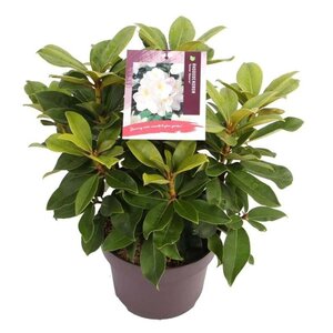 Rhododendron 'Gomer Waterer' WIT 40-50 cm cont. 5,0L - afbeelding 2