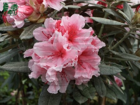 Rhododendron (Y) 'Hydon Dawn' ROZE 25-30 cm cont. 3,0L