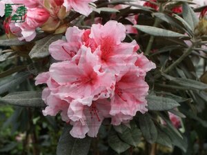 Rhododendron (Y) 'Hydon Dawn' ROZE 25-30 cm cont. 3,0L