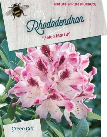 Rhododendron 'Helen Martin' 50-60 cm cont. 20L