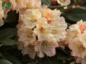 Rhododendron 'Horizon Monarch' 50-60 cm cont. 10L - afbeelding 1