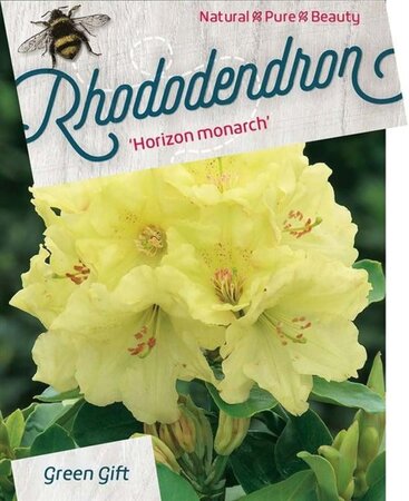 Rhododendron 'Horizon Monarch' 50-60 cm cont. 10L - afbeelding 3