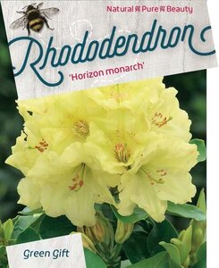 Rhododendron 'Horizon Monarch' 60-80 cm cont. 20L - afbeelding 1