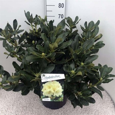 Rhododendron 'Horizon Monarch' 60-80 cm cont. 20L - afbeelding 2