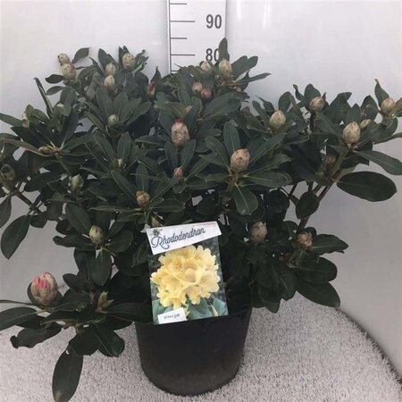 Rhododendron 'Horizon Monarch' 70-80 cm cont. 30L - afbeelding 1