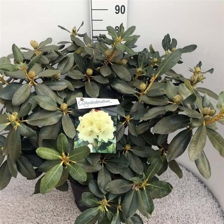 Rhododendron 'Horizon Monarch' 70-80 cm cont. 30L - afbeelding 2