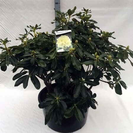 Rhododendron 'Horizon Monarch' 80-100 cm cont. 80L - afbeelding 2