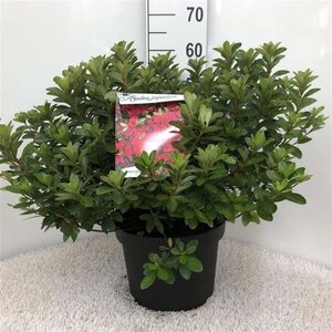 Rhododendron (AJ) 'Hot Shot' ZALM 30-40 cm cont. 10L - afbeelding 2