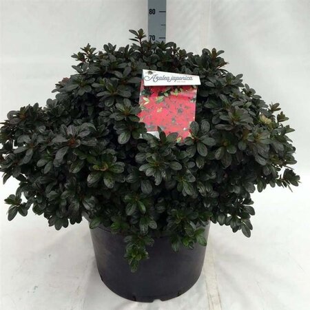 Rhododendron (AJ) 'Hot Shot' ZALM 60 cm cont. 40L bol - afbeelding 2