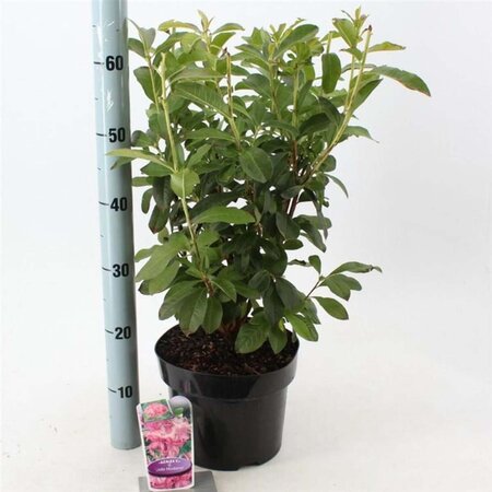 Rhododendron knaphill 'Jolie Madame' ROZE 30-40 cm cont. 5,0L - afbeelding 2