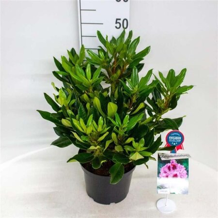 Rhododendron Kabarett 30-40 cm cont. 5,0L