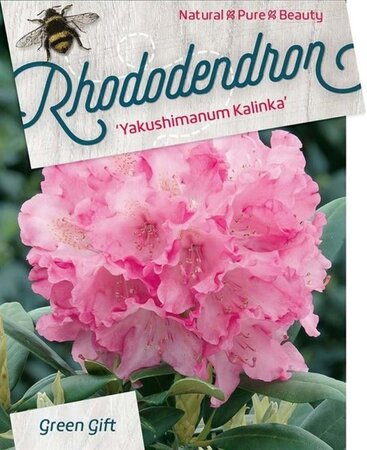 Rhododendron (Y) 'Kalinka' ROZE 30-40 cm cont. 10L - afbeelding 2