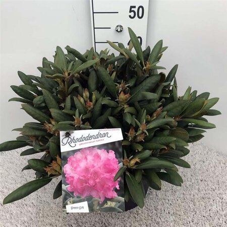 Rhododendron (Y) 'Kalinka' ROZE 30-40 cm cont. 10L - afbeelding 3