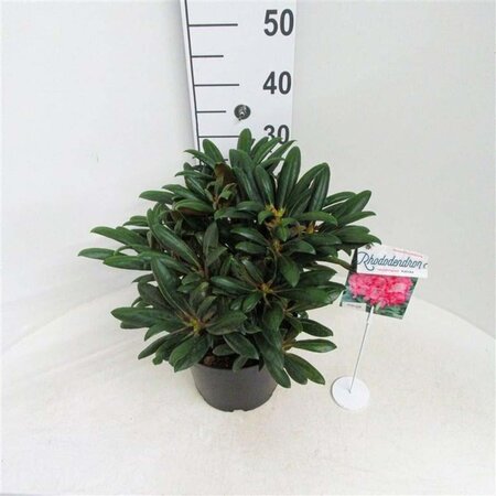 Rhododendron (Y) 'Kalinka' ROZE 30 cm cont. 5,0L bol