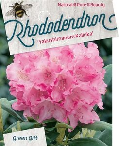 Rhododendron (Y) 'Kalinka' ROZE 40 cm cont. 10L bol - afbeelding 1