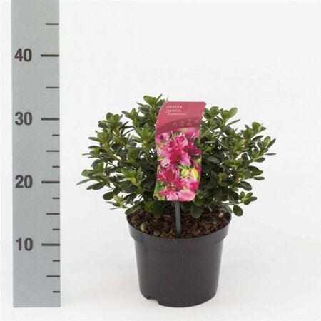 Rhododendron (AJ) 'Kermesina' ROZE 20-25 cm cont. 2,0L - afbeelding 1