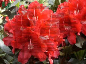 Rhododendron 'Karl Naue' ROOD 80-90 cm cont. 30L - afbeelding 1