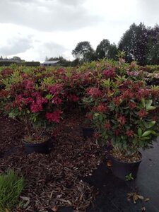 Rhododendron 'Karl Naue' ROOD 80-90 cm cont. 30L - afbeelding 2