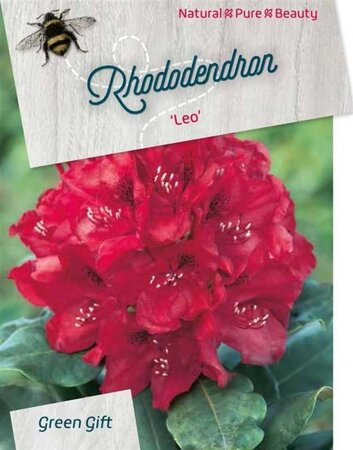 Rhododendron 'Leo' ROOD 80-100 cm cont. 80L