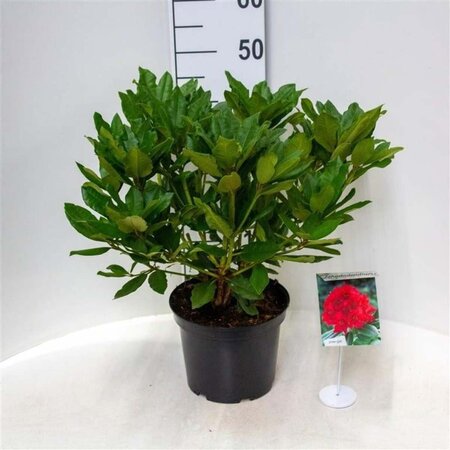 Rhododendron 'Lord Roberts' ROOD 30-40 cm cont. 5,0L - afbeelding 1