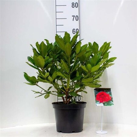 Rhododendron 'Lord Roberts' ROOD 30-40 cm cont. 5,0L - afbeelding 2