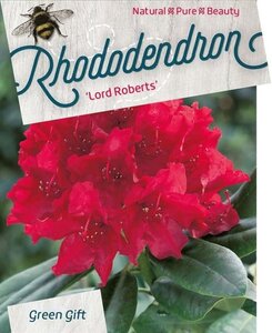 Rhododendron 'Lord Roberts' ROOD 50-60 cm cont. 10L - afbeelding 1