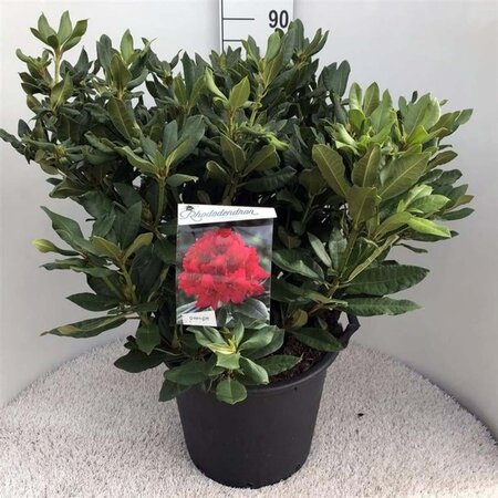 Rhododendron 'Lord Roberts' ROOD 70-80 cm cont. 30L - afbeelding 2